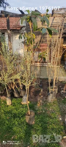 дръвчета фиданки маслини дафинов лист мушмула орех чендлар