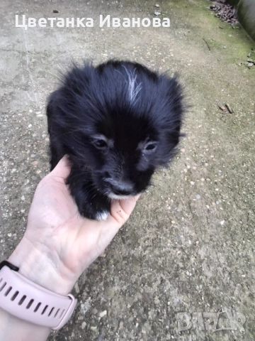  Кученце, снимка 5 - Болонка - 52857089