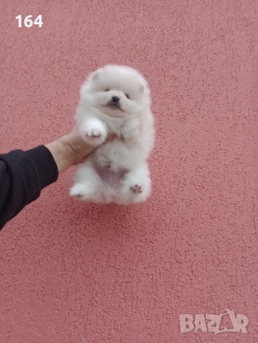 Мъжки и женски бели Померани. Реални снимки от 05.01.26 г. , снимка 10 - Померан - 52930206