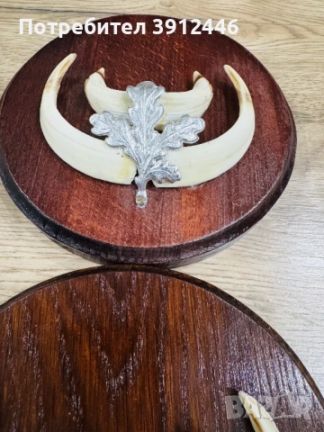 Трофейни зъби от глиган , снимка 2 - Други стоки за животни - 52885096