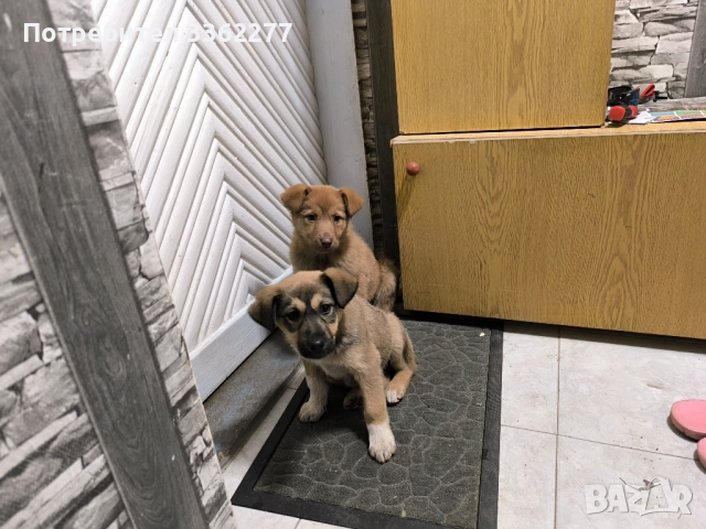 Кученца, снимка 12 - Други - 52153328