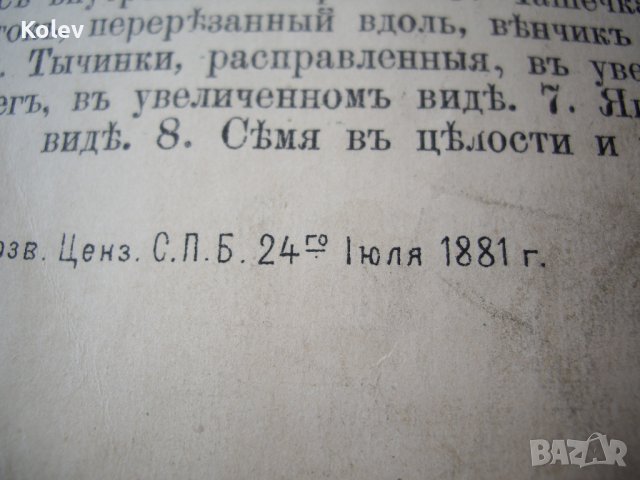 1881 Голям руски албум с цветни страници, снимка 4 - Антикварни и старинни предмети - 37618970