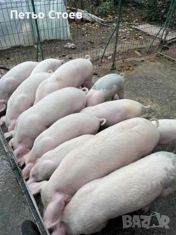 Продавам малки прасета, снимка 2 - Прасета - 52312199