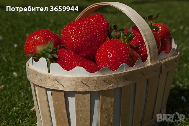 🌱 Свеж и здрав разсад директно от производител, снимка 2 - Разсади - 53565179