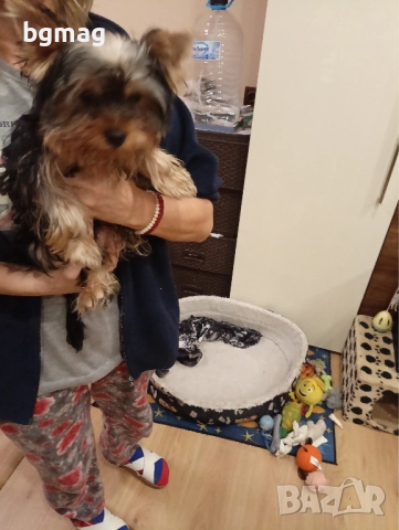 Йоркширски териер мини йорки., снимка 5 - Йоркширски териер - 51929023