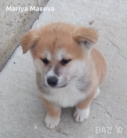 Продавам кученца Акита Ину търсим любящи стопани кученцата са обезпаразитени вътрешно външно с вакси, снимка 2 - Акита ину - 53015054