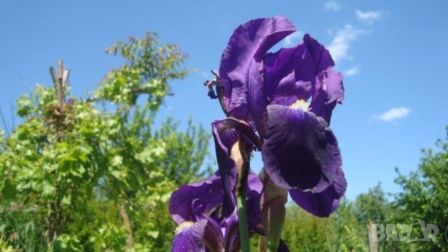 Перуника (Iris), снимка 5 - Градински цветя и растения - 53355868