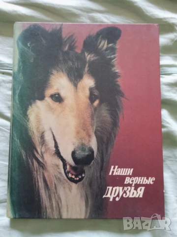 Наши верные друзья