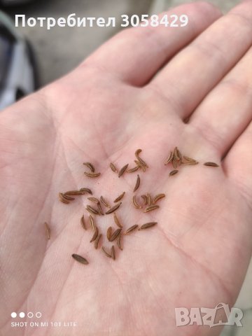 Див кимион, снимка 2 - Домашни продукти - 32701232