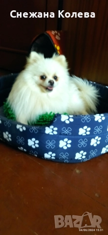 Померан, снимка 2 - Померан - 52909156