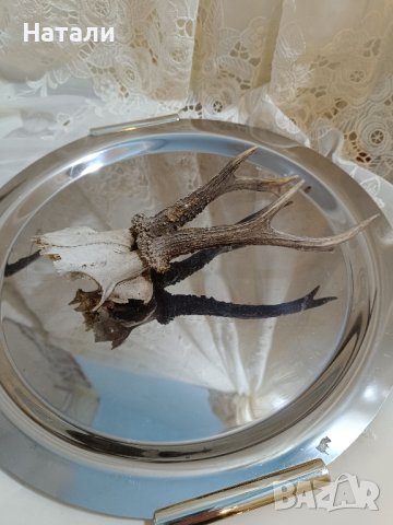 ловен трофей, рога 306, снимка 1