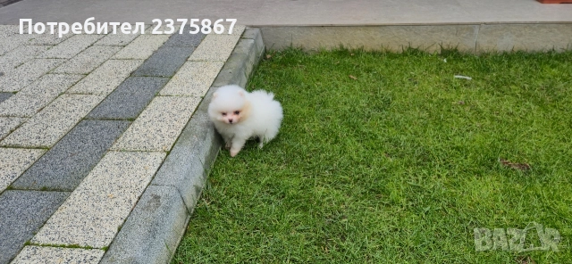 Женско померанче,померан, снимка 2 - Померан - 52910350