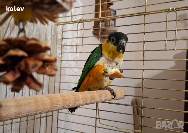 Папагал кайка/чернотеменен амазонек 