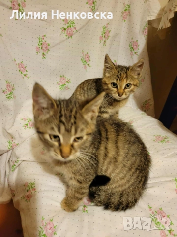 Подарява се тигрово котенце на три месеца, снимка 2 - Други - 52056954