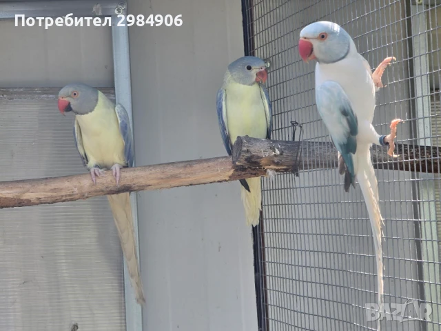 малък александър , ПРОМОЦИЯ, снимка 14 - Папагали - 41350586