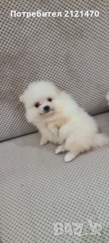 Мини пумерани две момченца на 3 месеца., снимка 6 - Померан - 51991733