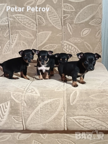 Пинчер мини , снимка 7 - Пинчер - 52934252