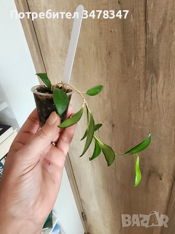 Хоя Davidcummingii yellow, снимка 2 - Стайни растения - 53562035