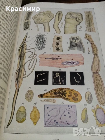 Семеен Лекар .1926 г.д-р мед.Бела Мюлер., снимка 13 - Антикварни и старинни предмети - 51139029