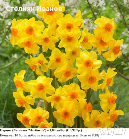 СОРТОВИ НАРЦИСИ - ЛУКОВИЦИ, снимка 8 - Сортови семена и луковици - 52372810