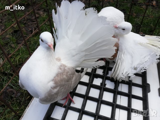  ФЕНЕРЛИИ 60 лв., снимка 15 - Гълъби - 24470593