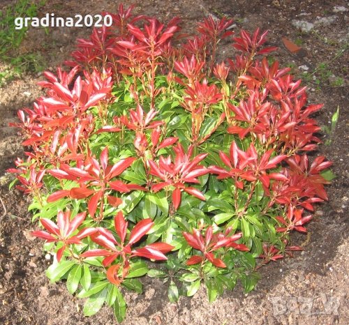 Пиерис - pieris japonica, снимка 14 - Градински цветя и растения - 32317646