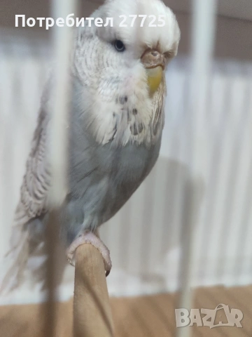 Изложбени папагали , снимка 6 - Папагали - 53290737