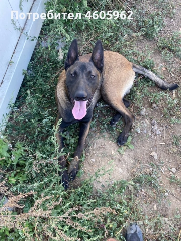 Белгийска овчарка за разплод/ Белгийска овчарка си търси приятелка, снимка 4 - Търси партньор - 53357044