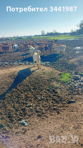 Стадо с женски ,мъжки кози и ярета , снимка 2 - Кози - 52749671
