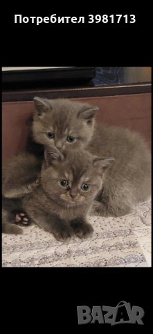 Чистокръвни късокосмести британски котенца 