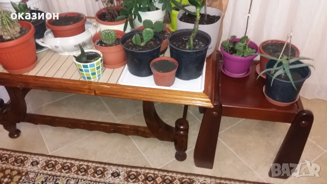 две маси холна и помощна +цветята