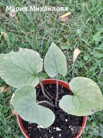 Различни видове градински растения