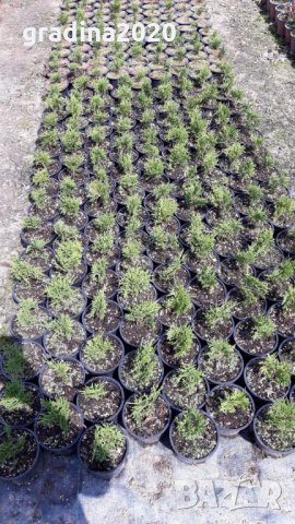 Кълбовидна Туя - западна Даника / Thuja occidentalis Danica Цена - 7лв, снимка 5 - Градински цветя и растения - 30854333