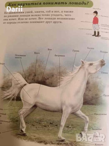 Все обо всем: Лошади, снимка 2 - Енциклопедии, справочници - 43967142