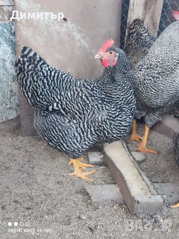 Разплодни яйца от Амрок , снимка 7 - Кокошки и пуйки - 49479016