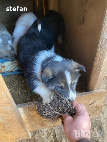 Източносибирски лайки, снимка 3 - Други - 53074104