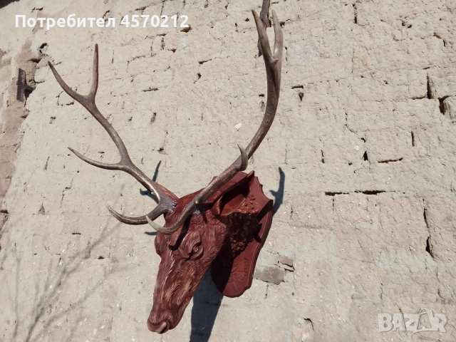 Ловен трофей от благороден елен, Поставка за еленски рога, Дърворезба за механа, Подарък за ловец  , снимка 8 - Декорация за дома - 51578899