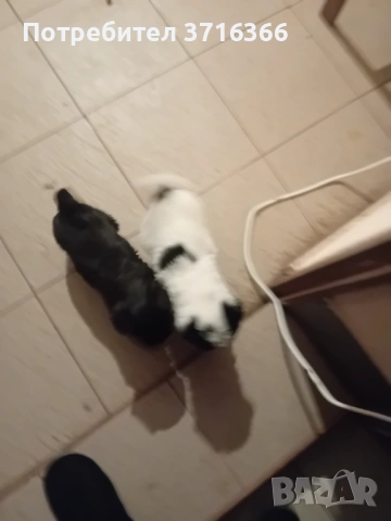 Продавам мини булонки, снимка 6 - Болонка - 53465084