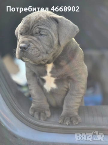 Кучета за продан, снимка 2 - Кане корсо - 52656236