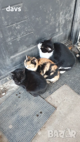 Черна котка на 6 месеца търси дом, снимка 7 - Други - 53116660