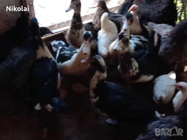 Неми патици(мускусни)на 6,5месеца , снимка 4 - Патици и гъски - 51772681