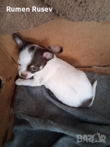 продавам Чихуахуа , снимка 2 - Чихуахуа - 52605411