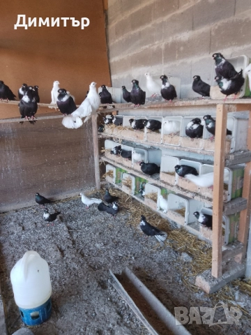 Гълъби шуменски и декорация. , снимка 9 - Гълъби - 52318134