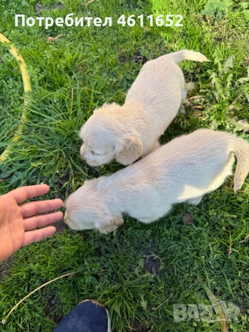 кокерчета, снимка 17 - Шпаньоли - 52281572