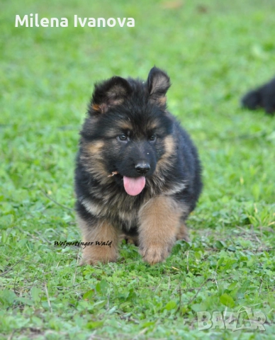 Мъжки немски овчарки с ДЪЛЪГ косъм , снимка 8 - Немска овчарка - 52510345