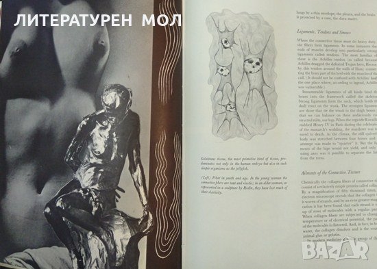 The human body First Edition (January 1, 1965). Fritz Kahn. New York, снимка 3 - Специализирана литература - 32329199