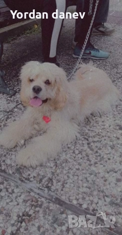 Америка кокер шпаньол за разплод , снимка 5 - Кокер шпаньол - 51931720