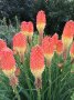 Книфофия, студоустойчива, снимка 1 - Градински цветя и растения - 39329676