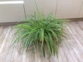 Хлорофитум, Драцена, снимка 3