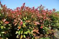 ФОТИНИЯ.Продавам разсад (red robin) червен рубин.Жив плет, снимка 1 - Градински цветя и растения - 38235162